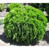 Thuja occidentalis 'Danica' - Nyugati Tuja