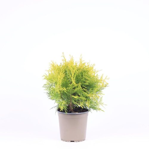 Thuja occidentalis 'Golden Globe' -  Nyugati Tuja