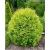 Thuja occidentalis 'Golden Globe' -  Nyugati Tuja