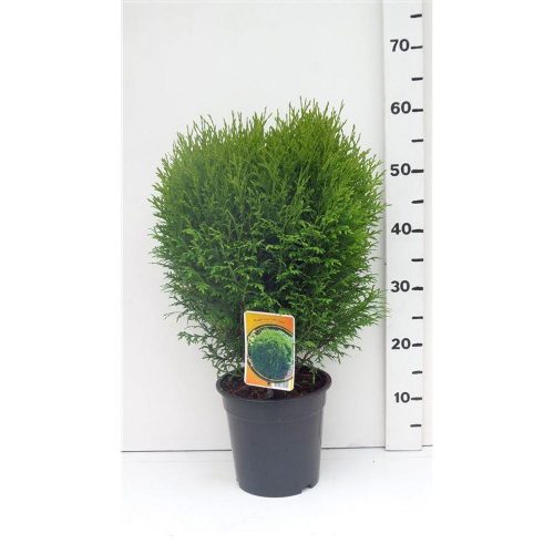 Thuja occidentalis 'Little Giant' - Törpe Nyugati tuja