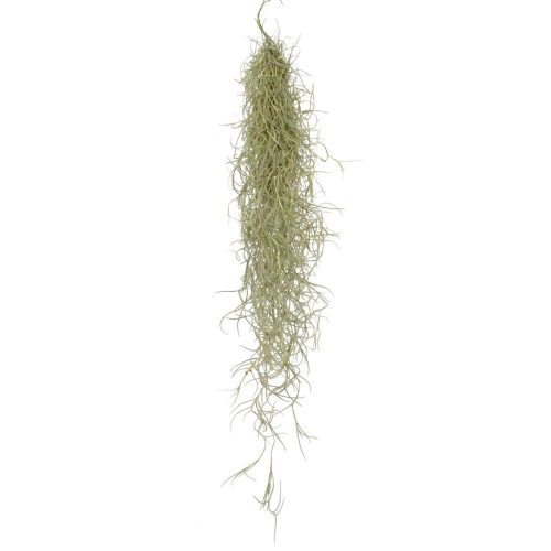 Tillandsia usneodies - Zuzmószerű szakállbromélia