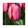 TULIPA 'pink' - Tulipán 