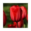 TULIPA 'red' - Tulipán (piros)