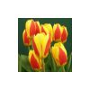 TULIPA 'stresa red/yellow' - Tulipán