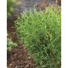 Thuja occidentalis 'Tiny Tim' - Törpe Nyugati tuja