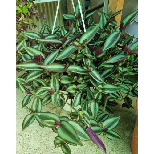 Tradescantia - Pletyka