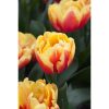 Tulipa 'Double Focus'  - Tulipán piros-sárga