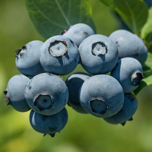 Vaccinium corymbosum 'Bluegold' - Kék Áfonya