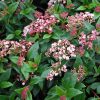 Viburnum tinus 'Eve Price' – Örökzöld bangita