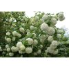 Viburnum opulus 'Roseum' - Labdarózsa