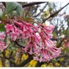 Viburnum x bodnantense - Kikeleti bangita