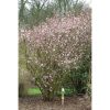 Viburnum x bodnantense - Kikeleti bangita