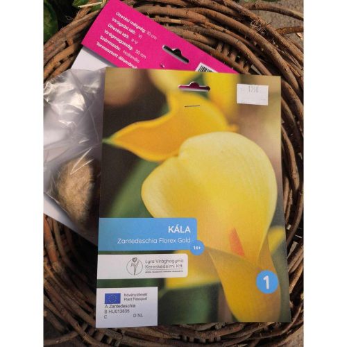 Zantedeschia 'Florex Gold' - Kála (sárga) virághagyma