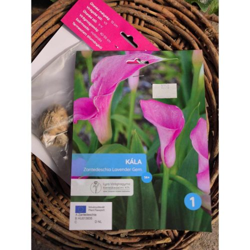 Zantedeschia 'Lavender gem' - Kála (pink) virághagyma