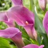 Zantedeschia 'Lavender gem' - Kála (pink) virághagyma