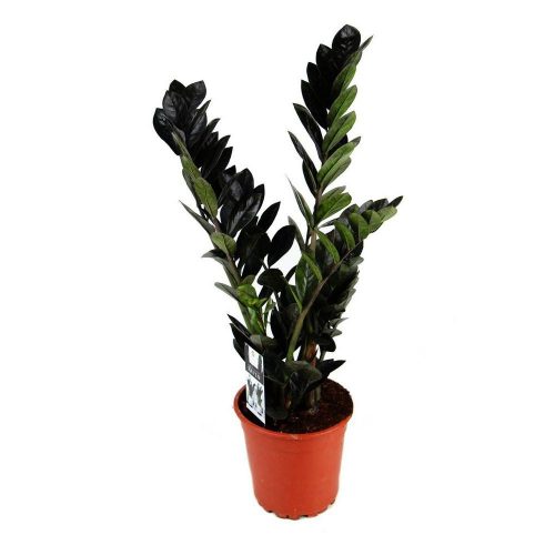 Zamioculcas zamiifolia 'Raven' 3+ - Agglegénypálma