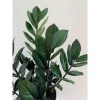 Zamioculcas zamiifolia 'Supernova' - Agglegénypálma