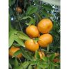 Citrus reticulata - Mandarin